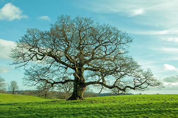 Un arbre centenaire représentant la famille à travers ses ramifications