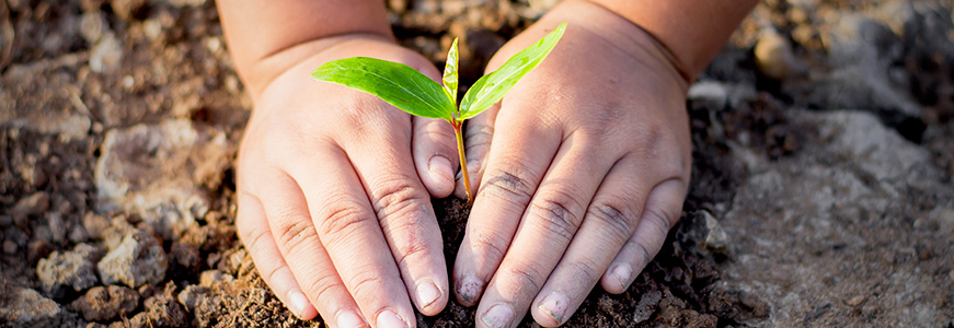 Des mains d'enfants aidant une plante à pousser
